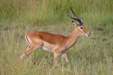 Serengeti, NgoroNgoro, Ndutu Vahşi Yaşam Safari Aslanlar, Zebralar, Antiloplar, sırtlan Burnu Bufalo, Zürafa, Fil, Leoparlar, Cerval Kediler, Ceylan, Gergedan
