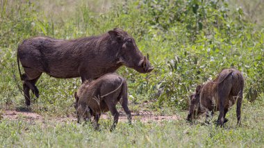 Serengeti, NgoroNgoro, Ndutu Vahşi Yaşam Safari Aslanlar, Zebralar, Antiloplar, sırtlan Burnu Bufalo, Zürafa, Fil, Leoparlar, Cerval Kediler, Ceylan, Gergedan