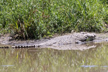 Serengeti, NgoroNgoro, Ndutu Vahşi Yaşam Safari Aslanlar, Zebralar, Antiloplar, sırtlan Burnu Bufalo, Zürafa, Fil, Leoparlar, Cerval Kediler, Ceylan, Gergedan