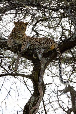 Serengeti, NgoroNgoro, Ndutu Vahşi Yaşam Safari Aslanlar, Zebralar, Antiloplar, sırtlan Burnu Bufalo, Zürafa, Fil, Leoparlar, Cerval Kediler, Ceylan, Gergedan