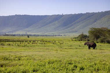 Serengeti, NgoroNgoro, Ndutu Vahşi Yaşam Safari Aslanlar, Zebralar, Antiloplar, sırtlan Burnu Bufalo, Zürafa, Fil, Leoparlar, Cerval Kediler, Ceylan, Gergedan