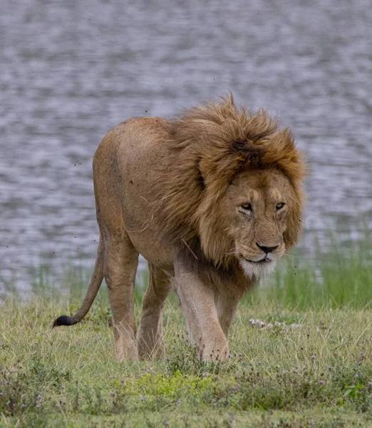 Serengeti Ngorongoro Ndutu Wildlife Safari Lions Zebras Wildebeest Hyena Cape — Φωτογραφία Αρχείου