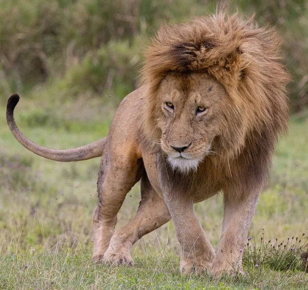 Serengeti Ngorongoro Ndutu Safari Vida Silvestre Con Leones Cebras Ñus — Foto de Stock