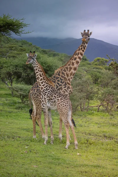 Serengeti Ngorongoro Ndutu Vahşi Yaşam Safari Aslanlar Zebralar Antiloplar Sırtlan — Stok fotoğraf