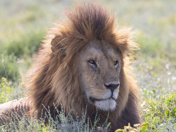 Serengeti Ngorongoro Ndutu Safari Vida Silvestre Con Leones Cebras Ñus — Foto de Stock