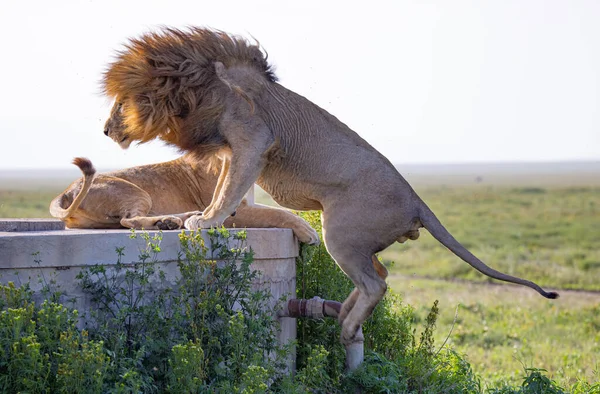 Serengeti Ngorongoro Ndutu Vahşi Yaşam Safari Aslanlar Zebralar Antiloplar Sırtlan — Stok fotoğraf