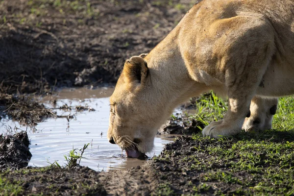 Serengeti Ngorongoro Ndutu Safari Vida Silvestre Con Leones Cebras Ñus —  Fotos de Stock