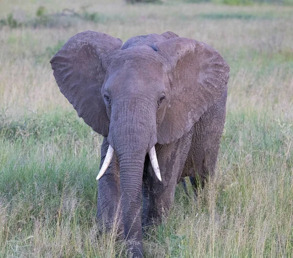 Serengeti Ngorongoro Safari Animalier Ndutu Avec Lions Zèbres Gnous Hyène — Photo