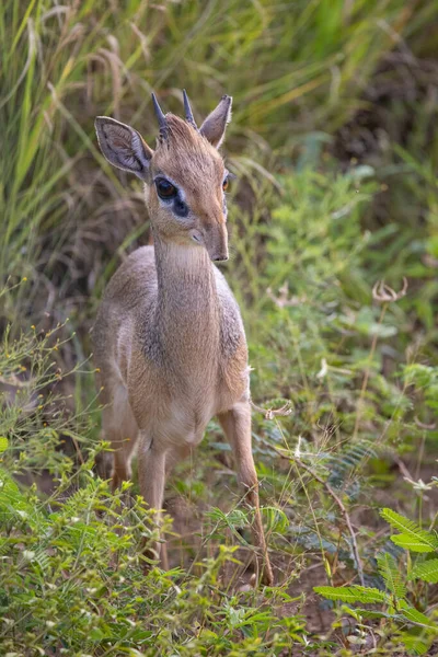 Serengeti Ngorongoro Ndutu Wildlife Safari Lions Zebras Wildebeest Hyena Cape — 图库照片