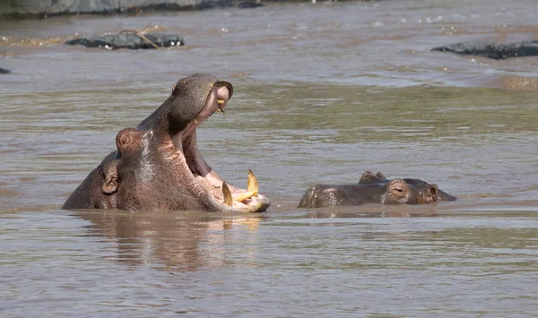 Serengeti Ngorongoro Ndutu Safari Vida Silvestre Con Leones Cebras Ñus —  Fotos de Stock