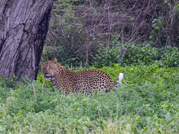 Serengeti Ngorongoro Ndutu Wildlife Safari Met Leeuwen Zebra Wildebeest Hyena — Stockfoto