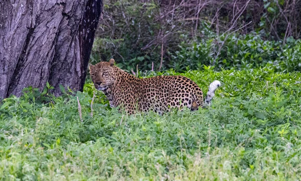 Serengeti Ngorongoro Ndutu Wildlife Safari Lions Zebras Wildebeest Hyena Cape —  Fotos de Stock