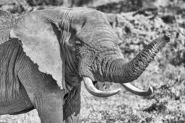 Serengeti Ngorongoro Ndutu Wildlife Safari Mit Löwen Zebras Gnus Hyänen — Stockfoto