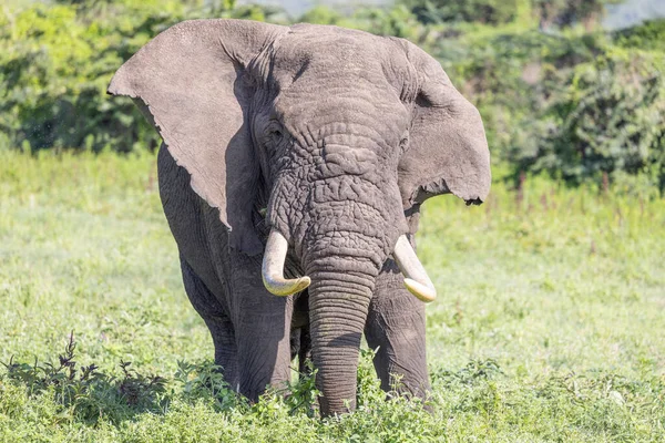 Serengeti Ngorongoro Ndutu Wildlife Safari Mit Löwen Zebras Gnus Hyänen — Stockfoto