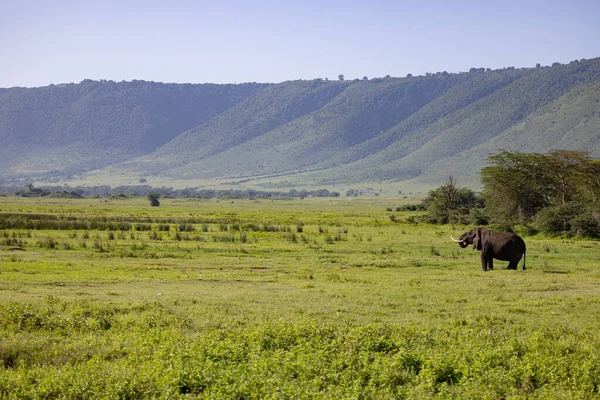 Serengeti Ngorongoro Ndutu Safari Vida Silvestre Con Leones Cebras Ñus — Foto de Stock