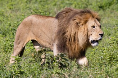 Serengeti, NgoroNgoro, Ndutu Vahşi Yaşam Safari Aslanlar, Zebralar, Antiloplar, sırtlan Burnu Bufalo, Zürafa, Fil, Leoparlar, Cerval Kediler, Ceylan, Gergedan