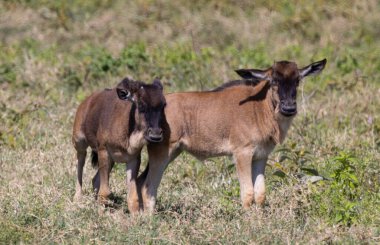 Serengeti, NgoroNgoro, Ndutu Vahşi Yaşam Safari Aslanlar, Zebralar, Antiloplar, sırtlan Burnu Bufalo, Zürafa, Fil, Leoparlar, Cerval Kediler, Ceylan, Gergedan