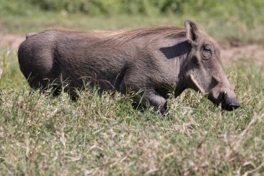 Serengeti, NgoroNgoro, Ndutu Vahşi Yaşam Safari Aslanlar, Zebralar, Antiloplar, sırtlan Burnu Bufalo, Zürafa, Fil, Leoparlar, Cerval Kediler, Ceylan, Gergedan