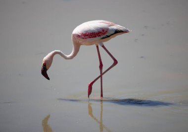 Serengeti, NgoroNgoro, Ndutu Vahşi Yaşam Safari Aslanlar, Zebralar, Antiloplar, sırtlan Burnu Bufalo, Zürafa, Fil, Leoparlar, Cerval Kediler, Ceylan, Gergedan