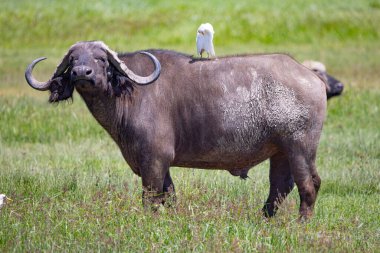 , NgoroNgoro, Ndutu Vahşi Yaşam Safari Aslanlar, Zebralar, Antiloplar, sırtlan Burnu, Zürafa, Filler, Leoparlar, Cerval Kediler, Ceylanlar, Gergedanlar,