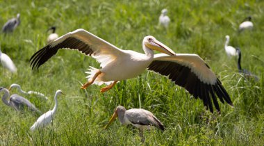 Seremgeti, NgoroNgoro, Ndutu Vahşi Yaşam Safari Aslanlar, Zebralar, Antiloplar, sırtlan Burnu Bufalo, Zürafa, Fil, Leoparlar, Cerval Kediler, Ceylan, Gergedan