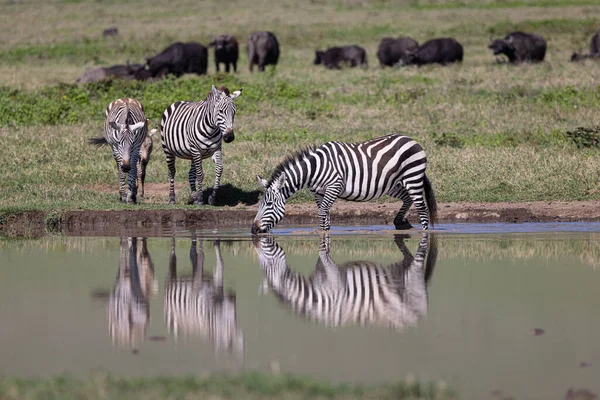 Serengeti Ngorongoro Ndutu Wildlife Safari Lions Zebras Wildebeest Hyena Cape — Stock fotografie
