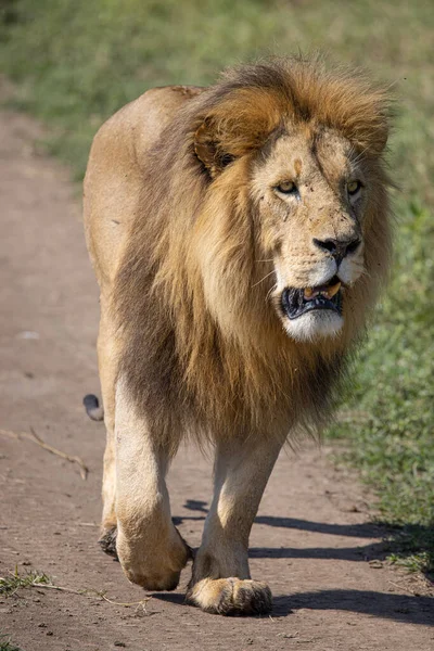 Serengeti Ngorongoro Ndutu Wildlife Safari Lions Zebras Wildebeest Hyena Cape — Φωτογραφία Αρχείου