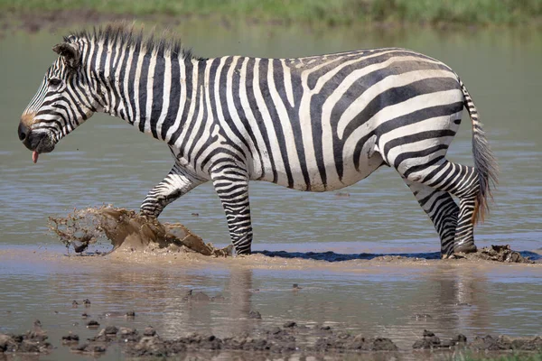 Serengeti Ngorongoro Ndutu Safari Vida Silvestre Con Leones Cebras Ñus —  Fotos de Stock