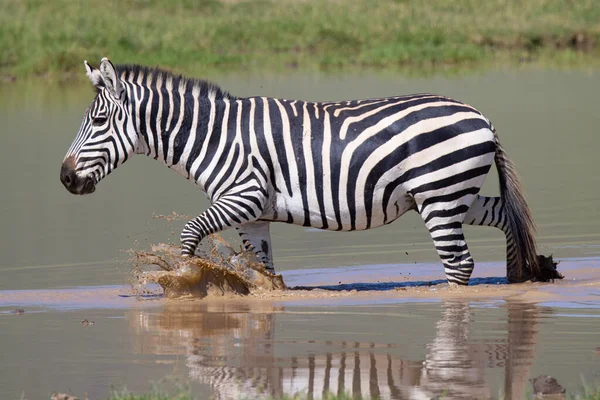 Serengeti Ngorongoro Ndutu Safari Vida Silvestre Con Leones Cebras Ñus —  Fotos de Stock