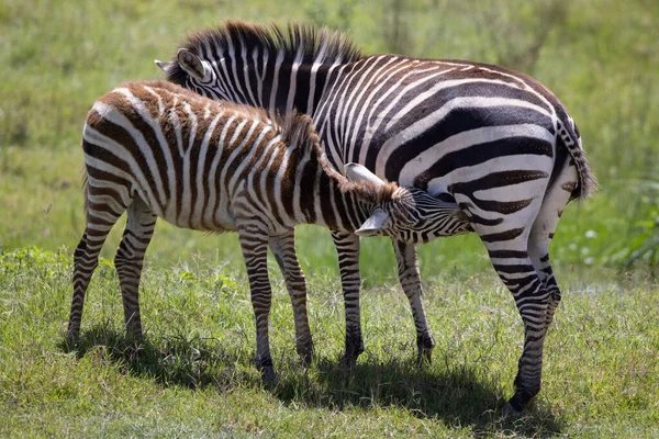 Seremgeti Ngorongoro Ndutu Safari Vida Silvestre Con Leones Cebras Ñus — Foto de Stock