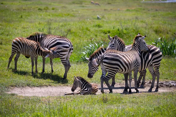 Seremgeti Ngorongoro Ndutu Wildlife Safari Lions Zebras Wildebeest Hyena Cape — Stock fotografie