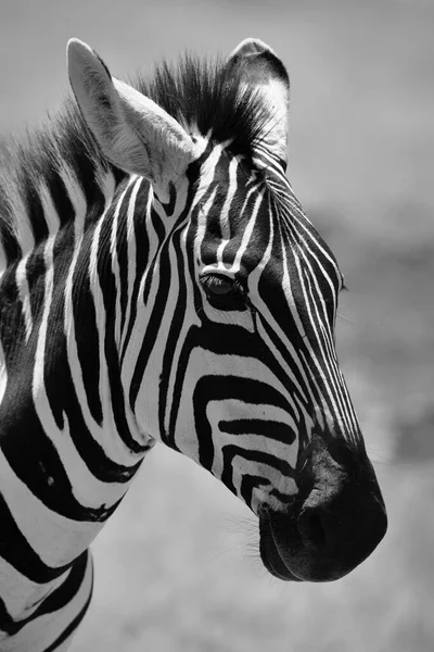 Ngorongoro Ndutu Wildlife Safari Med Lions Zebras Wildebeest Hyena Cape Stockbild