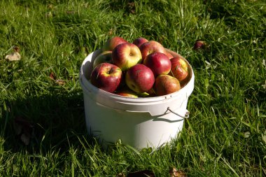 Kovada kırmızı elmalar var. Yeşil çimlerin arka planında.