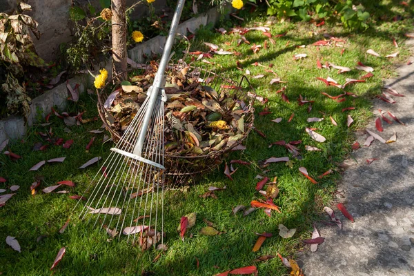 Sepetin içinde sonbahar yaprakları var. Yeşil çimlerin arka planında.
