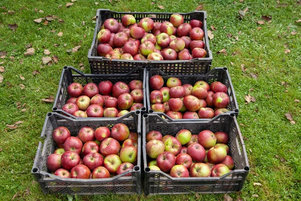 Коробки Собранными Яблоками Лежат Земле Фоне Зеленой Травы — стоковое фото