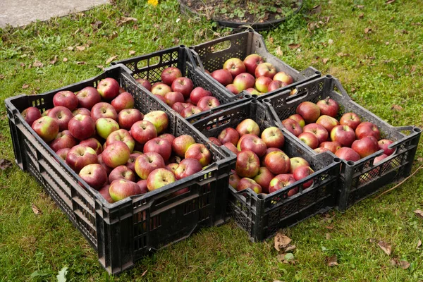 Toplanmış elmalarla dolu kutular yerde. Yeşil çimlerin arka planında.