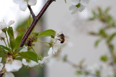 Bir yaban arısı bir ağaç çiçeğinin üzerinde oturur. Nektar topluyor. Seçici odak.