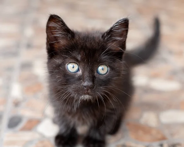 Cute Black Kitten Looking You Local Focus — Fotografia de Stock