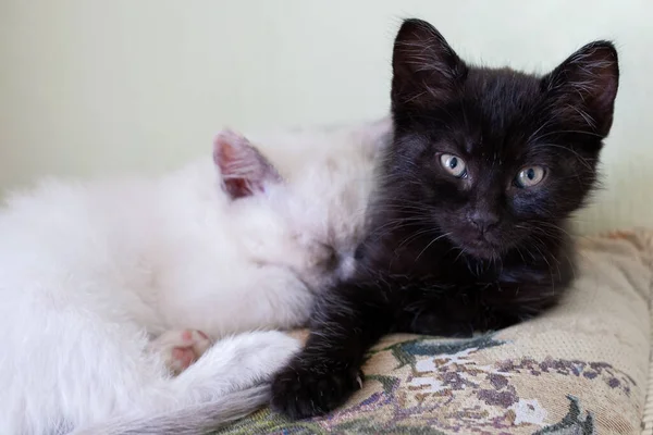 Black White Cat Lie Pillow — Stock Photo, Image