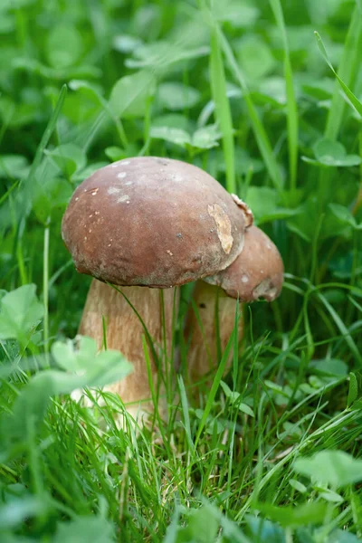 There are two porcini mushrooms in the grass. local focus.