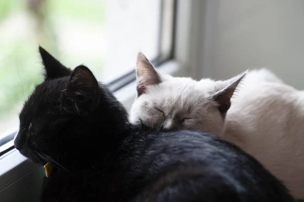 Black White Cat Sleeping Window Horizontal Frame — Stock Photo, Image