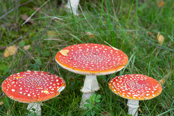 Three red fly agarics in the forest. Against the background of green grass.