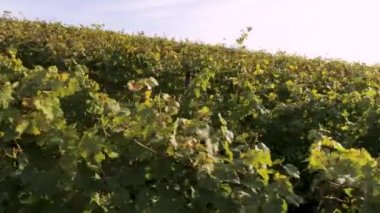 Köydeki şarap fabrikalarının insansız hava aracı görüntüleri ünlü Alman Şarap Bölgesi Moselle Nehri Winningen 'i sardı.