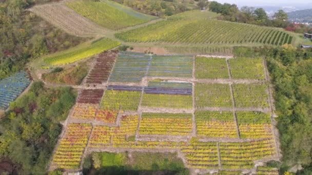 Drone luchtbeelden van wijngaarden in dorpskuilen Beroemde Duitse wijnstreek Moezel Rivier Winningen — Stockvideo