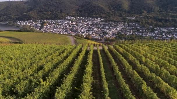 Drone luchtbeelden van wijngaarden in het dorp winningen Beroemde Duitse wijnstreek Moezel Rivier — Stockvideo