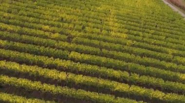 Moselle Nehri 'nin ünlü Alman Şarap Bölgesi' ndeki şarap fabrikalarının insansız hava aracı görüntüleri.
