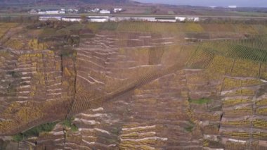 Moselle Nehri 'nin ünlü Alman Şarap Bölgesi' ndeki şarap fabrikalarının insansız hava aracı görüntüleri.