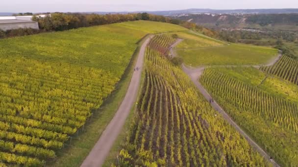 Drone εναέρια πλάνα των φυτών Wineyard στο χωριό Winningen Διάσημη γερμανική Περιοχή Κρασιού Moselle River — Αρχείο Βίντεο