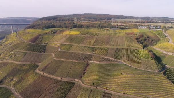 Drönare antenn film vingård växter by winningen Berömda tyska vinregionen Mosel River med motorvägsbro A61 — Stockvideo