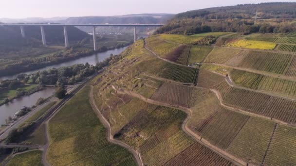Drone material aéreo plantas vitivinícolas pueblo winningen famoso vino alemán región río Mosela con puente de carretera A61 — Vídeo de stock